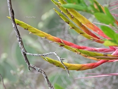 Tillandsia inopinata