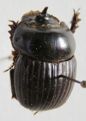 Dichotomius centralis