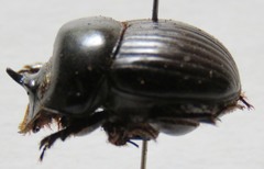 Dichotomius centralis