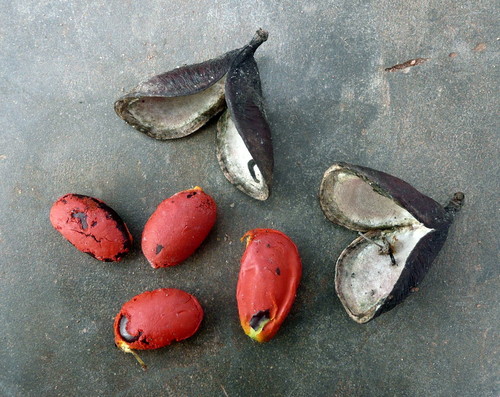 Etimoe (Copaifera salikounda)