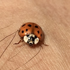 Harmonia axyridis