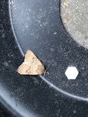 Hoplodrina octogenaria