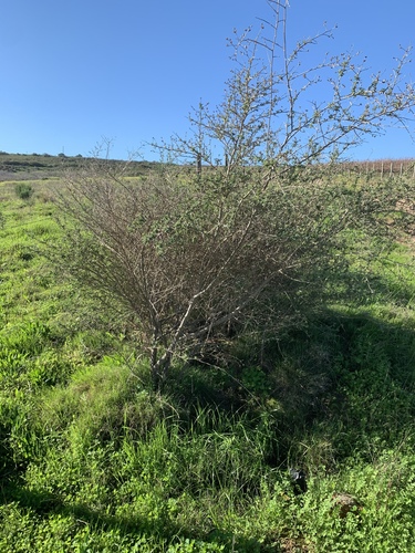 Psoralea hirta, photograph 6