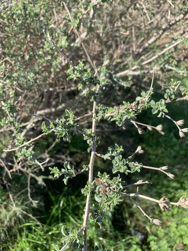 Psoralea hirta, photograph 5