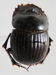 Dichotomius centralis