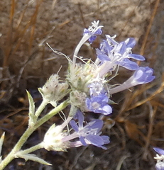 Eriastrum densifolium