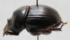 Dichotomius centralis