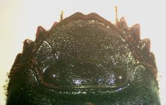 Dichotomius centralis