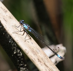 Zoniagrion exclamationis