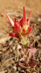 Castilleja martini martini