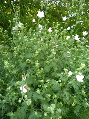 Malva thuringiaca