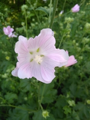 Malva thuringiaca