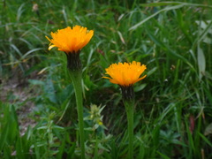 Scorzoneroides crocea