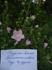 Malva thuringiaca