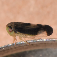 Pediopsoides distinctus