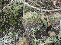 Echinofossulocactus lamellosus