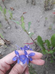 Delphinium consolida