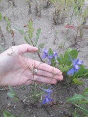 Delphinium consolida