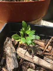 Zanthoxylum hirsutum