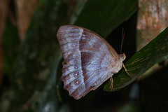 Taygetis laches