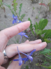 Delphinium consolida