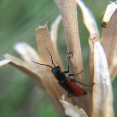 Malachius aeneus