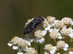 Acmaeoderella flavofasciata flavofasciata