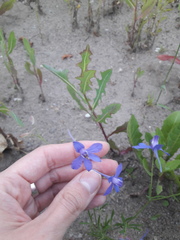 Delphinium consolida