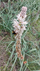Asphodelus macrocarpus
