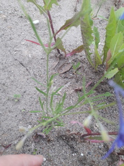 Delphinium consolida