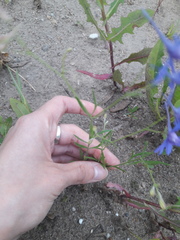 Delphinium consolida