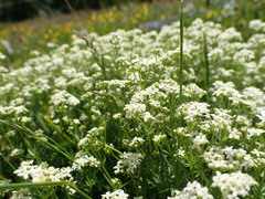 Galium anisophyllon