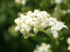 Galium anisophyllon
