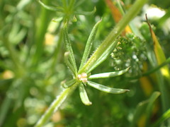 Galium anisophyllon