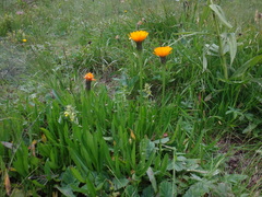 Scorzoneroides crocea