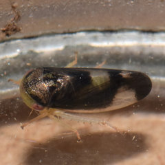 Pediopsoides distinctus