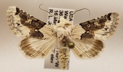 Triocnemis saporis