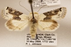 Triocnemis saporis