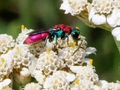 Chrysura dichroa
