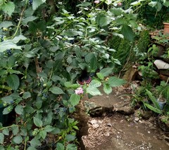 Heraclides erostratus