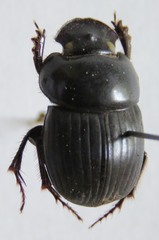 Dichotomius yucatanus