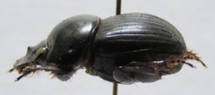 Dichotomius yucatanus