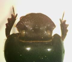 Dichotomius yucatanus