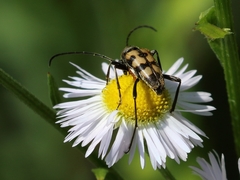 Judolia erratica