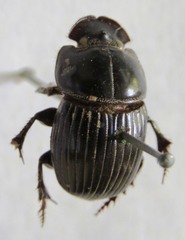 Copris incertus