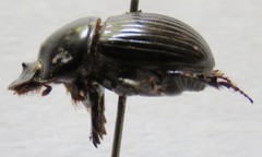 Copris incertus