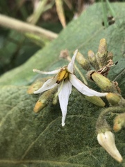 Solanum asperolanatum