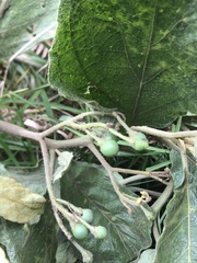 Solanum asperolanatum