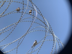 Haemorhous mexicanus