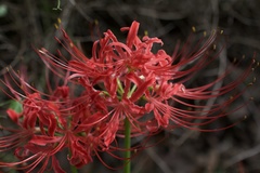 Lycoris radiata